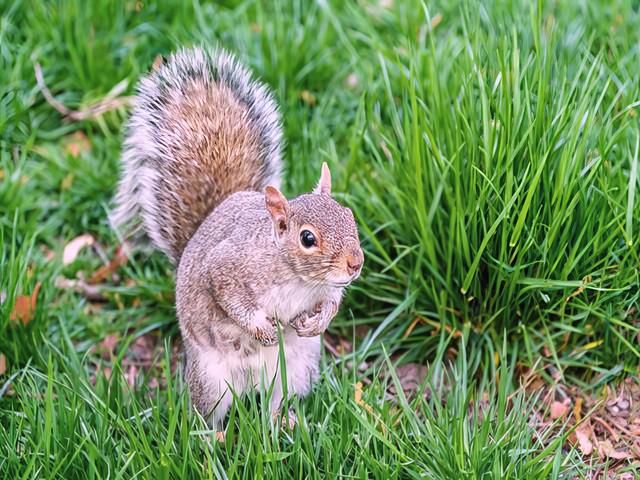 Grey Squirrel Pest Control Services Hull